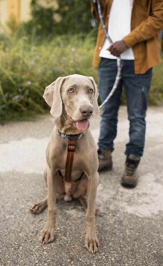 Image 1 Une pension pour chien ou pet sitting ?