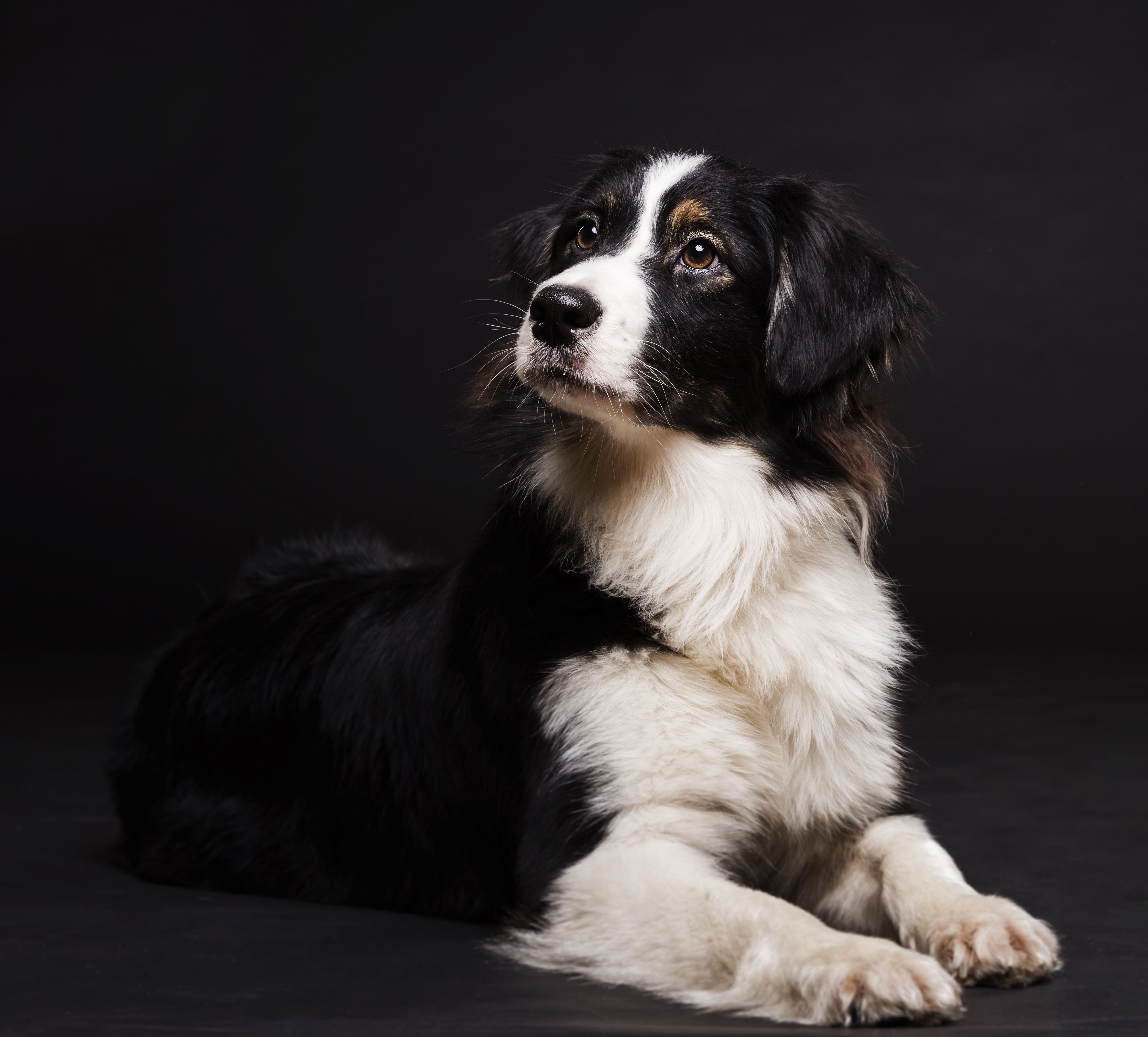 Image 1 Optez pour la promenade de chien ou le dog walking