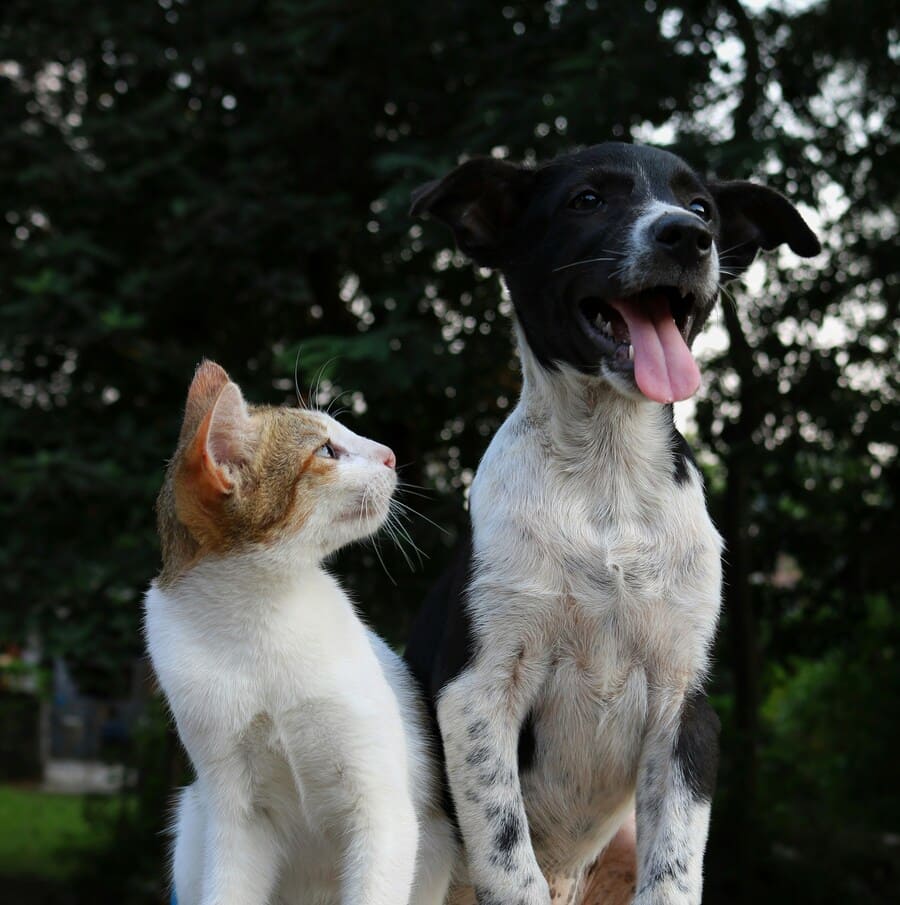 Image 1 Une pension pour chat : c’est quoi ?