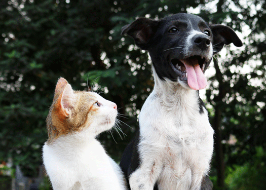 un chien et un chat