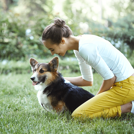 Image 1 Nos conseils pour faire garder son chien