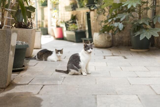 Image 1 Pourquoi le prix entre deux pensions pour chat peut être très différent ?