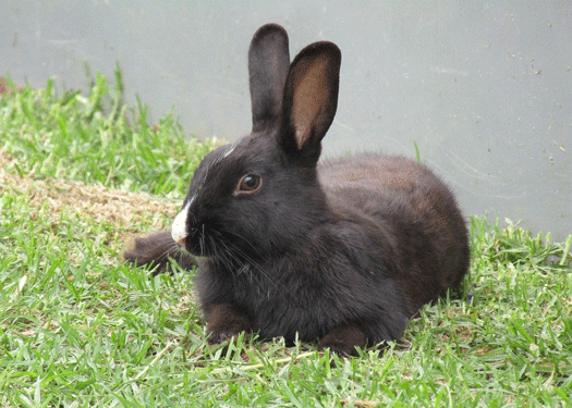 Image 1 La garde de lapin à domicile