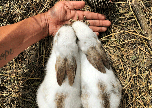 Image 1 Visites de lapin