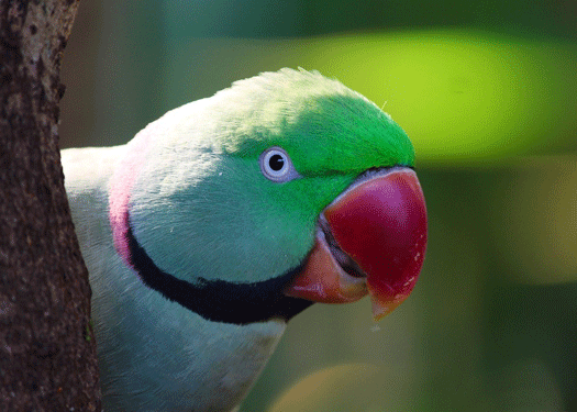 Image 1 Conseils pour la garde d’oiseaux