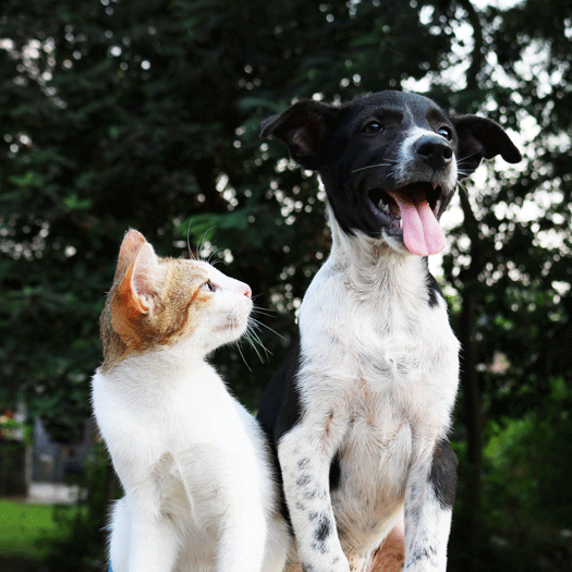 As Pets, Chien et Chat