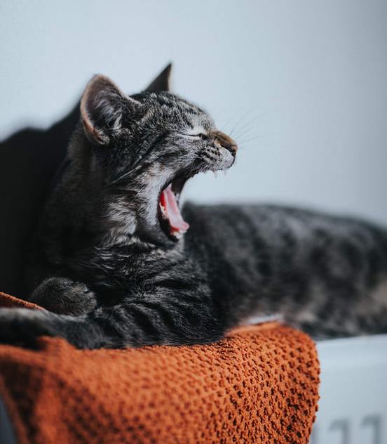 Image 1 Perte de poils chez le chat : de nombreuses causes possibles