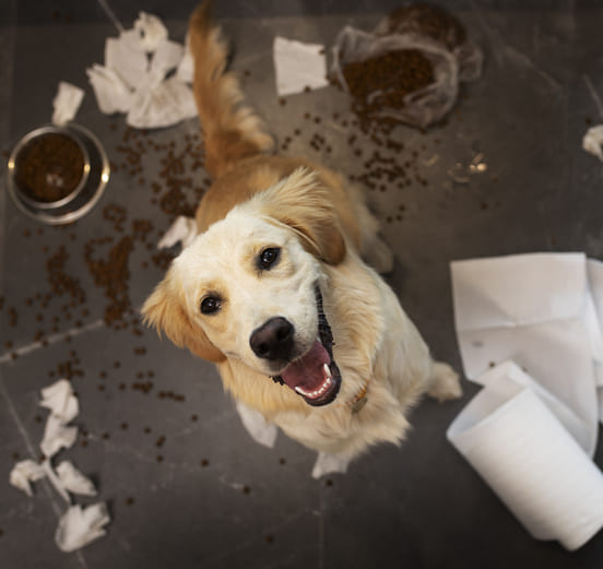 Image 1 Les signes et symptômes de l’anxiété de séparation chez le chien