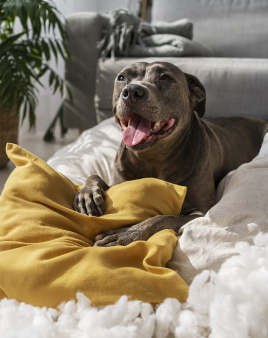 Image 1 Pourquoi un chien stressé peut perdre du poids
