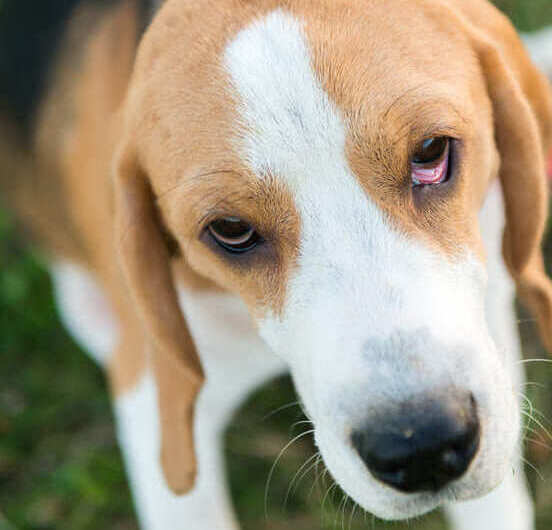 Image 1 Causes possibles de la conjonctivite chez le chien
