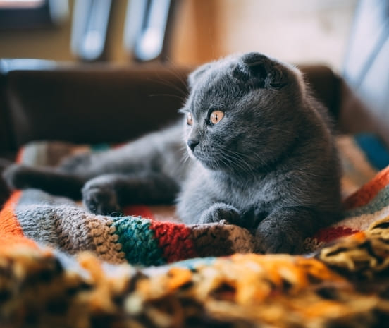 Image 1 Choisir des croquettes chat sans céréales : le pour et le contre !