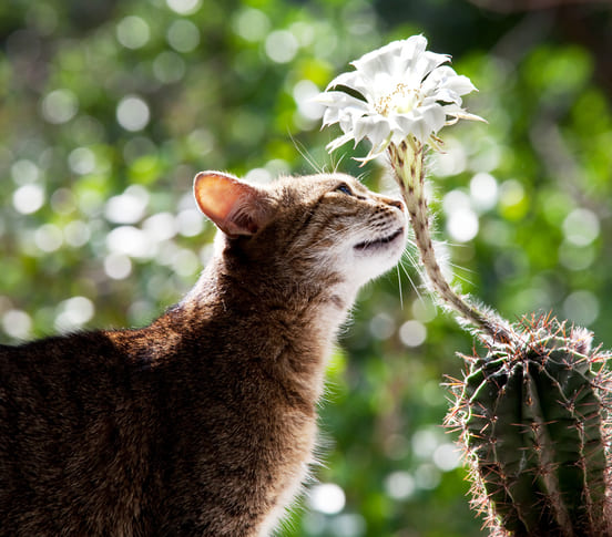 Image 1 PIF du chat : un traitement très efficace existe !