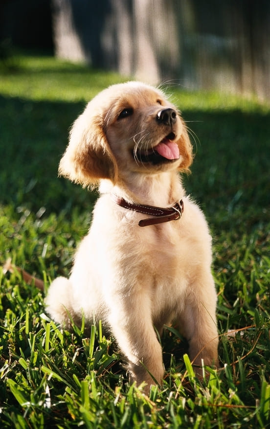 Image 1 Alimentation d'un chiot : conseils et erreurs à éviter !