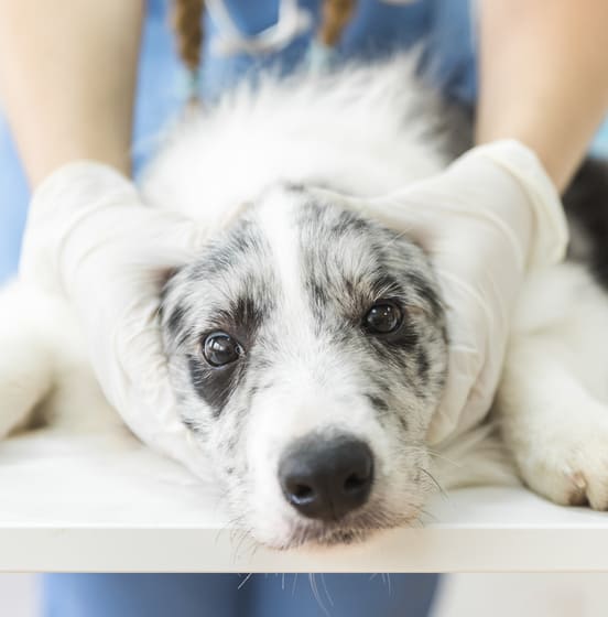 Image 1 Hernie discale chez le chien : des symptômes variables selon les cas