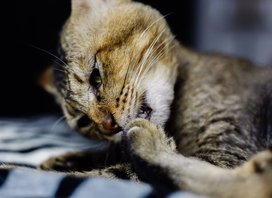 Image 1 Quels sont les symptômes d’un chat qui a une allergie alimentaire ?