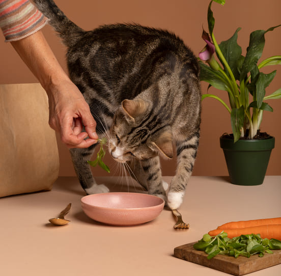 Image 1 Liste des légumes sains ou sans danger pour les chats