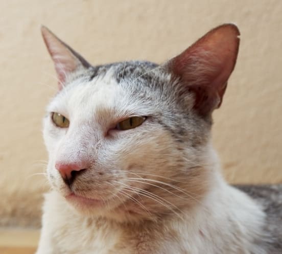 Image 1 Coryza du chat : les symptômes