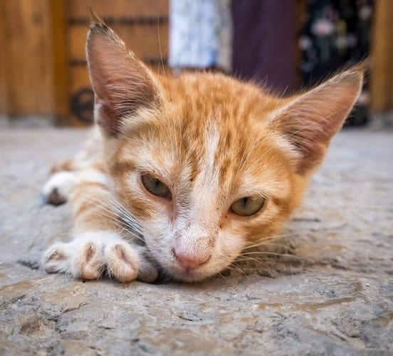 Image 1 Soigner le coryza du chaton : quel traitement ?