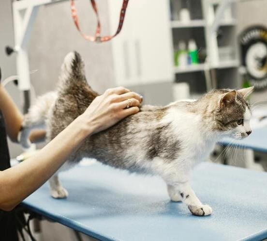 Image 1 Soigner la chlamydiose du chat : quel traitement ?
