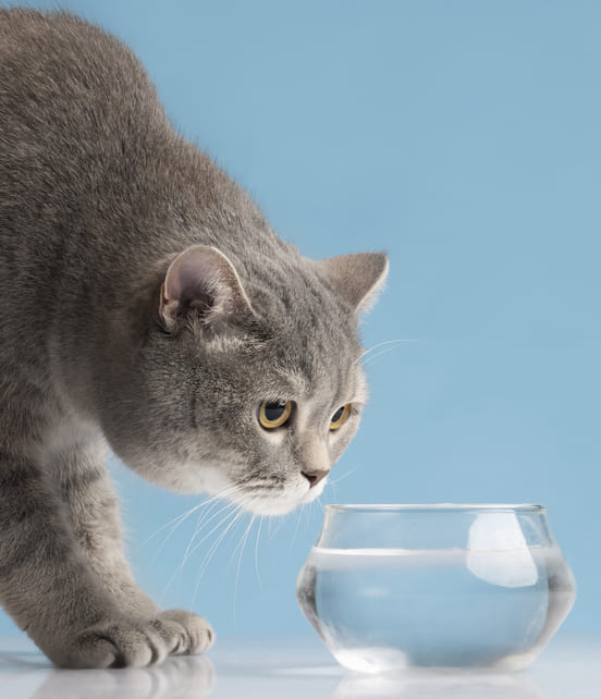 Image 1 Le chat est-il réellement un petit buveur ?