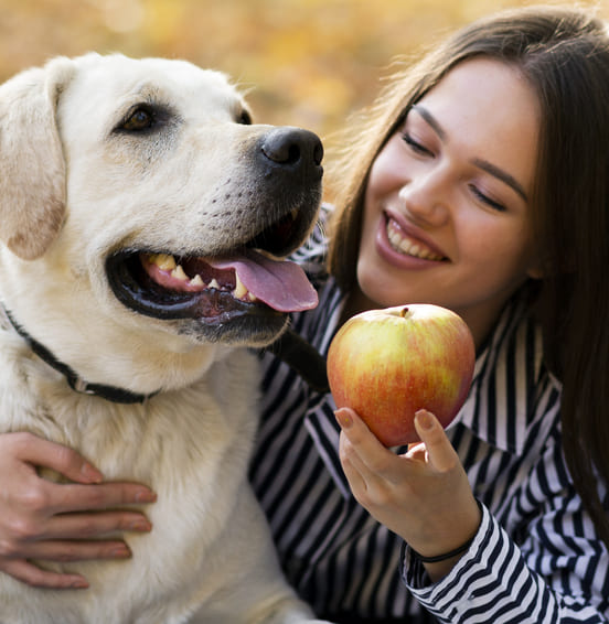 Image 1 Donner de la pomme à son chien : toxique ou pas ?
