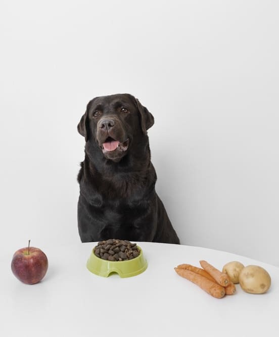 Image 1 Donner de la carotte à son chien : quel intérêt ?
