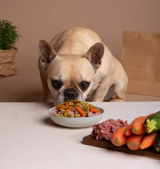 Image 1 Sur le plan biologique : le chien est un carnivore 
