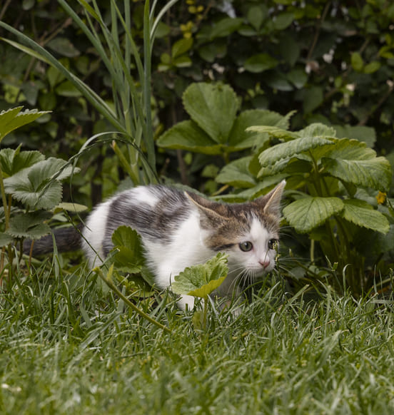 Image 1 Toxoplasmose chez le chat : les symptômes