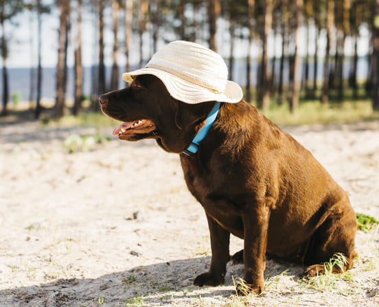 Image 1 Le coup de chaleur chez le chien : c’est quoi exactement ?