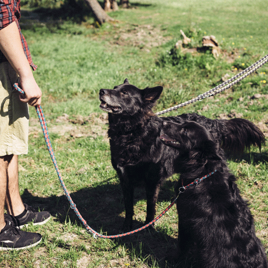 Image 1 Faire une pré-rencontre avec le chien