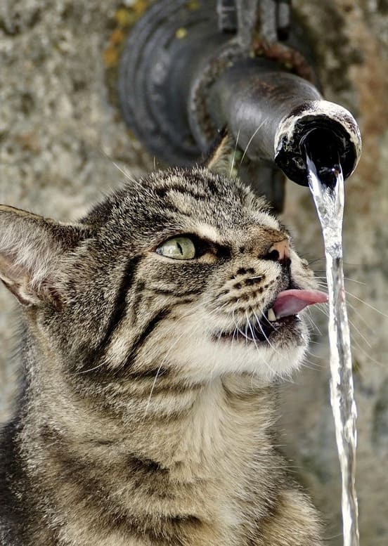 Image 1 Les différents stades de l’insuffisance rénale chez le chat