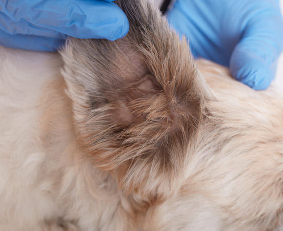 Image 1 Comment est diagnostiquée la gale chez le chien ?