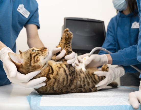 Image 1 Comment est diagnostiquée la pancréatite chez le chat ?