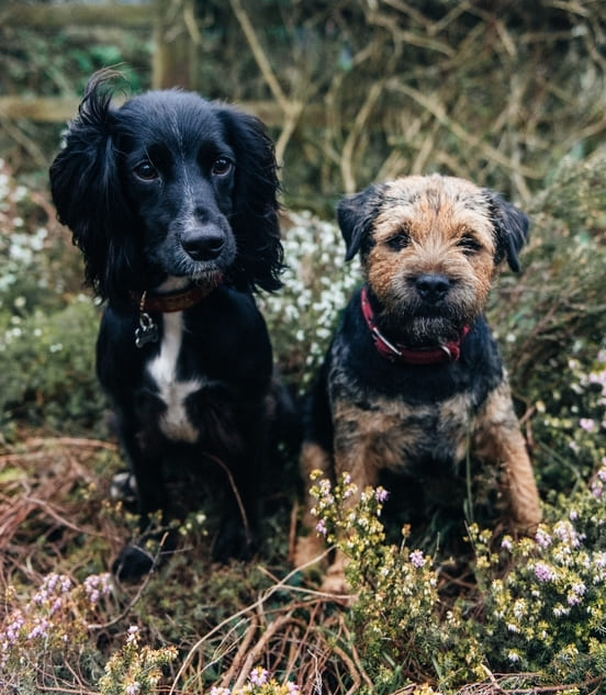 Image 1 Quels sont les facteurs de risque de la gale du corps chez le chien ? 