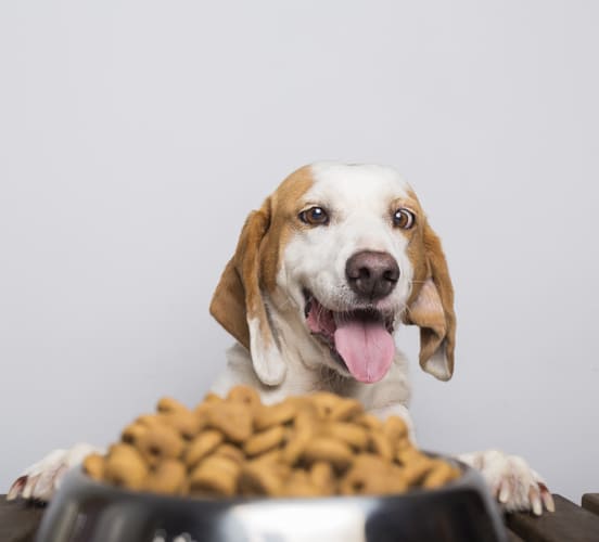 Image 1 Mon chien mange trop vite : 4 solutions simples à tester !