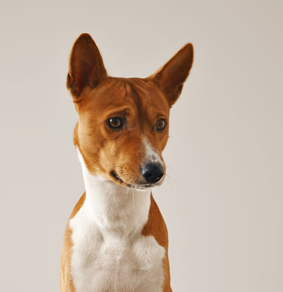 Image 1 Les principales causes de la mauvaise haleine chez le chien