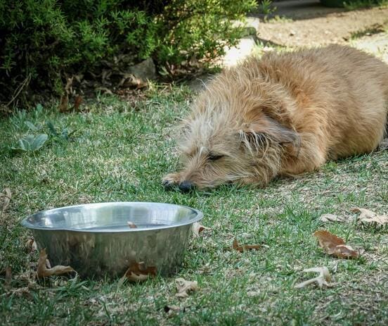 Image 1 Les différents stades de l’insuffisance rénale chez le chien