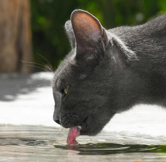 Image 1 Hyperthyroïdie du chat : les symptômes