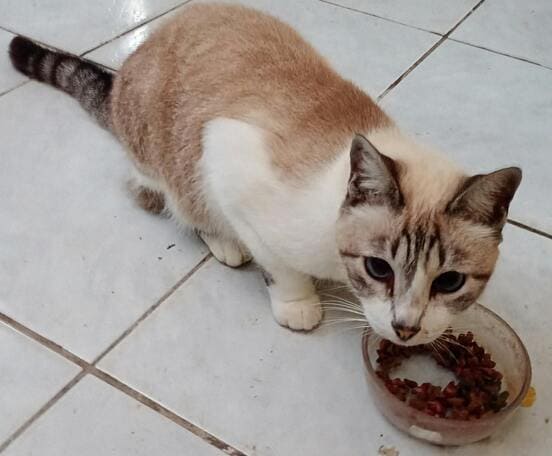Image 1 Mon chat vomit ses croquettes : quand s’inquiéter ?
