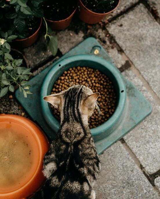 Image 1 Mon chat mange trop vite : les solutions simples à tester !