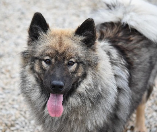 Image 1 Bien choisir les croquettes de l’Eurasier : comprendre ses besoins nutritionnels