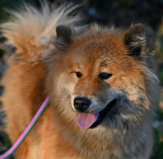 Image 1 Problèmes de santé courants chez l’Eurasier