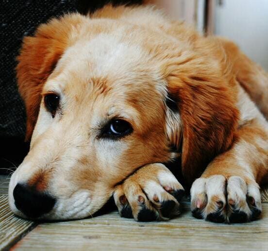 Image 1 Il y a du sang dans les selles de mon chien : quand s’inquiéter ?