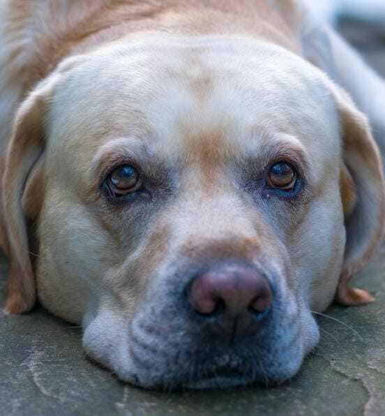 Image 1 Comment est diagnostiquée la pancréatite chez le chien ?