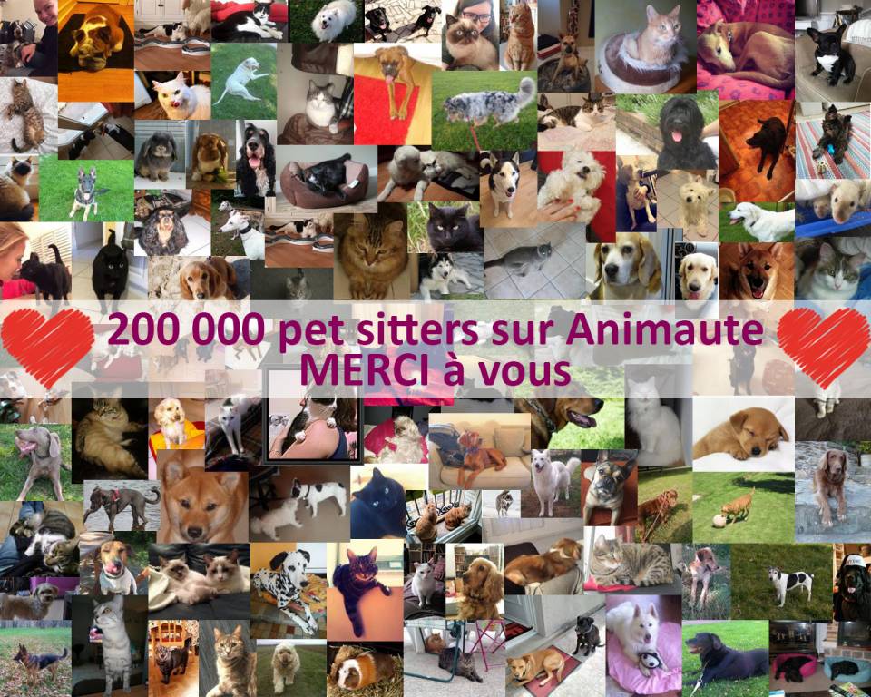 avatar ps Animaute.fr