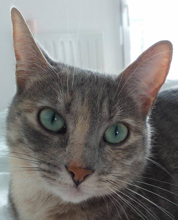 Faire Garder Votre Animal A Reze Avec Fabienne Faire Garder Votre Animal A Reze Avec Fabienne