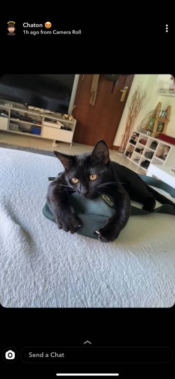 chat schiltigheim