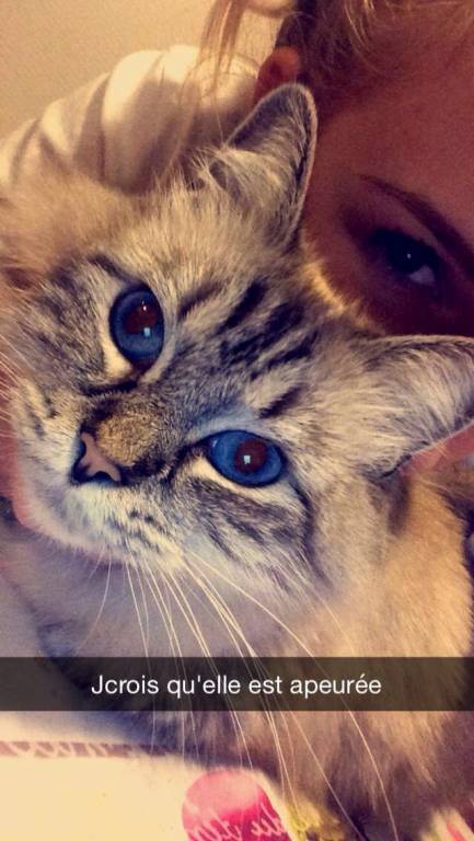 Faire Garder Votre Animal A Antibes Avec Coppelia