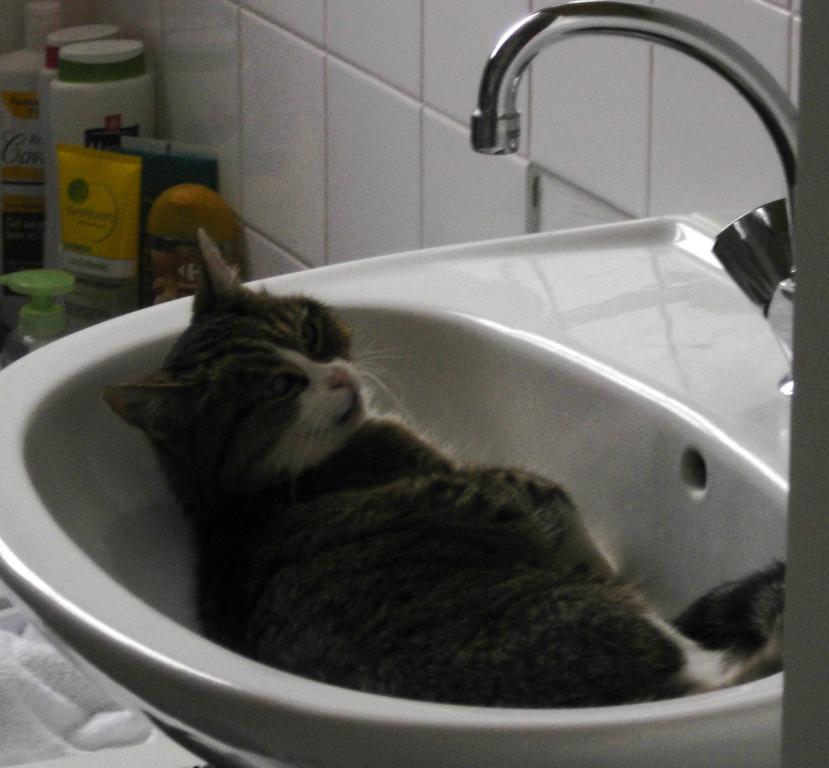 chat suresnes