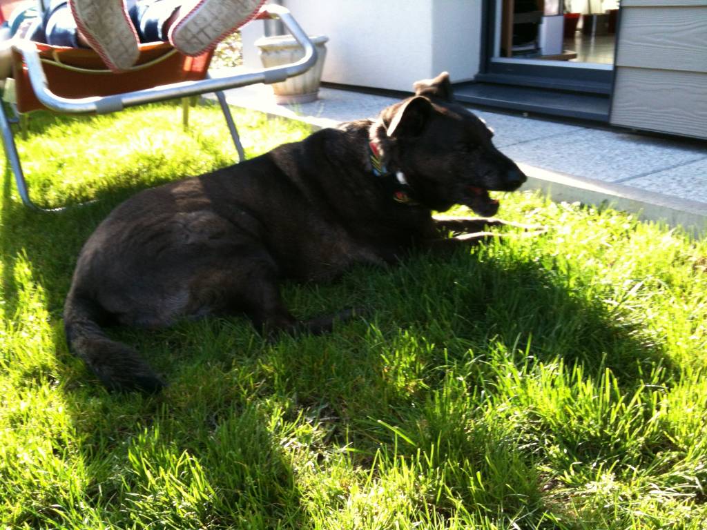 Bertrand dog sitter à Achenheim 67204_10